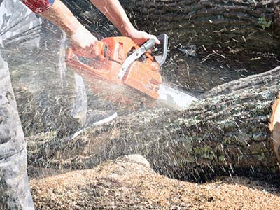 Elagage et abattage d'arbres